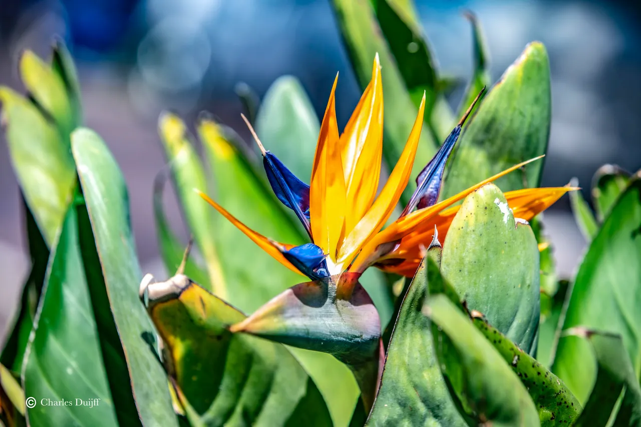 flower