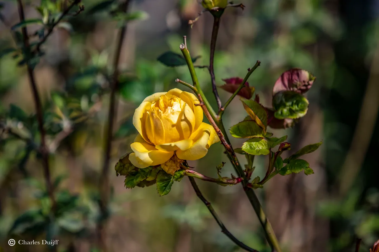 gele roos