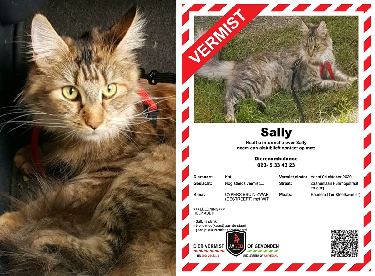 gezocht maincoon