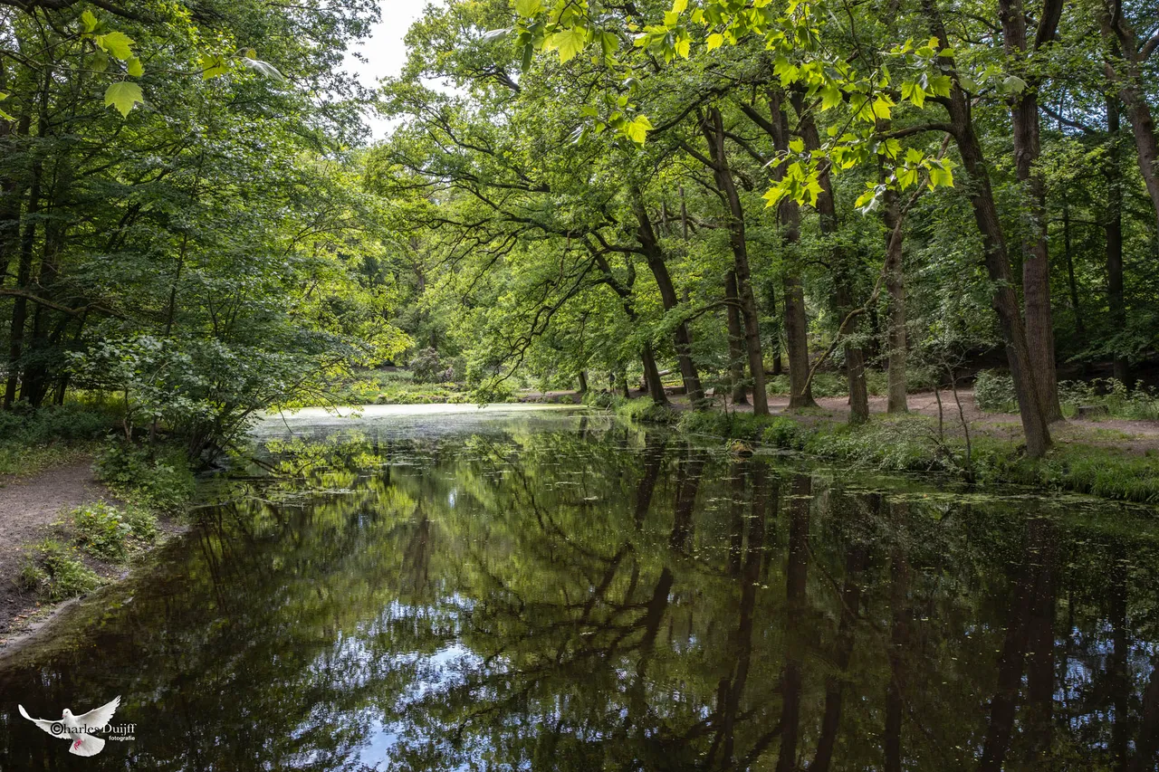 groenendaalsebos