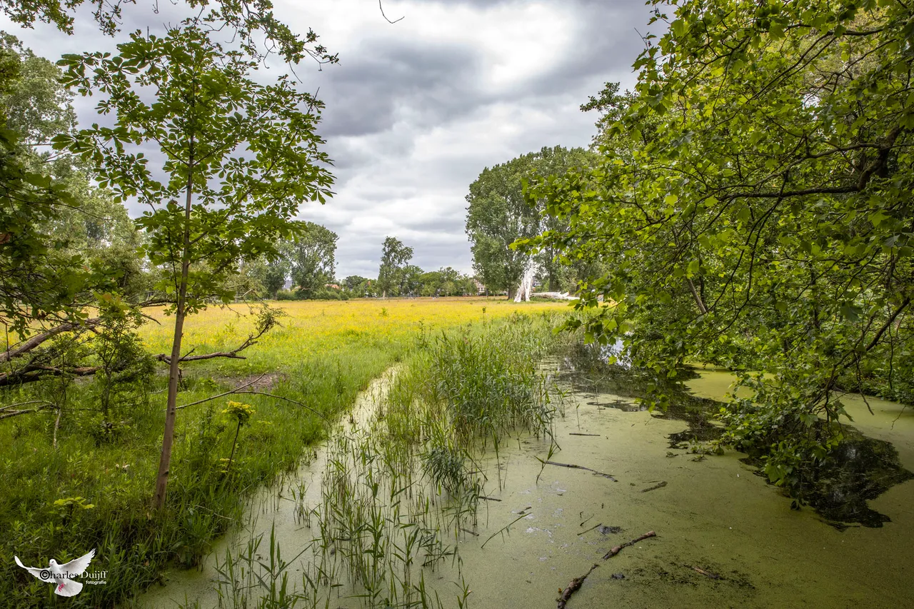 groenendaalsebos2
