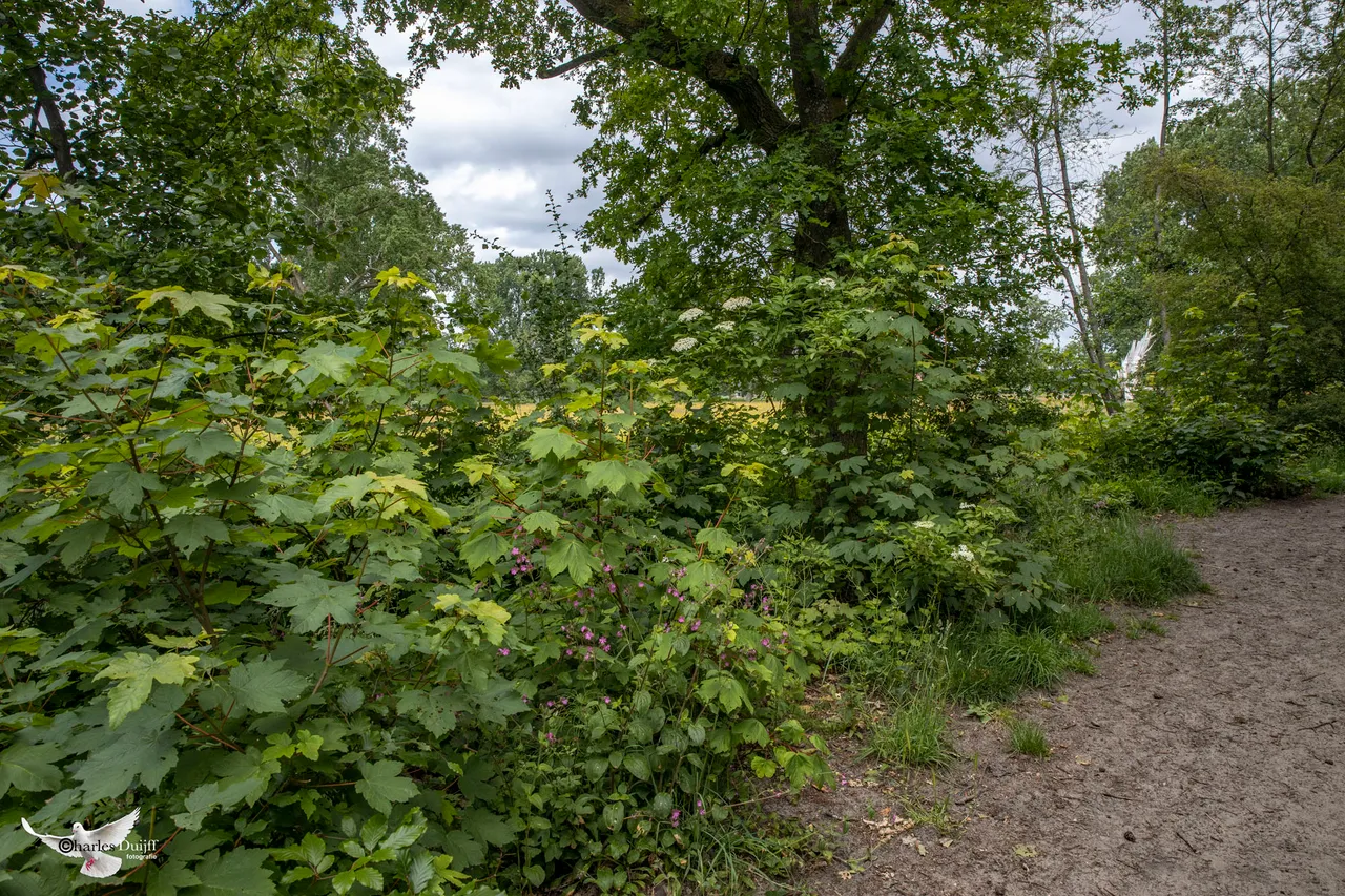 groenendaalsebos3
