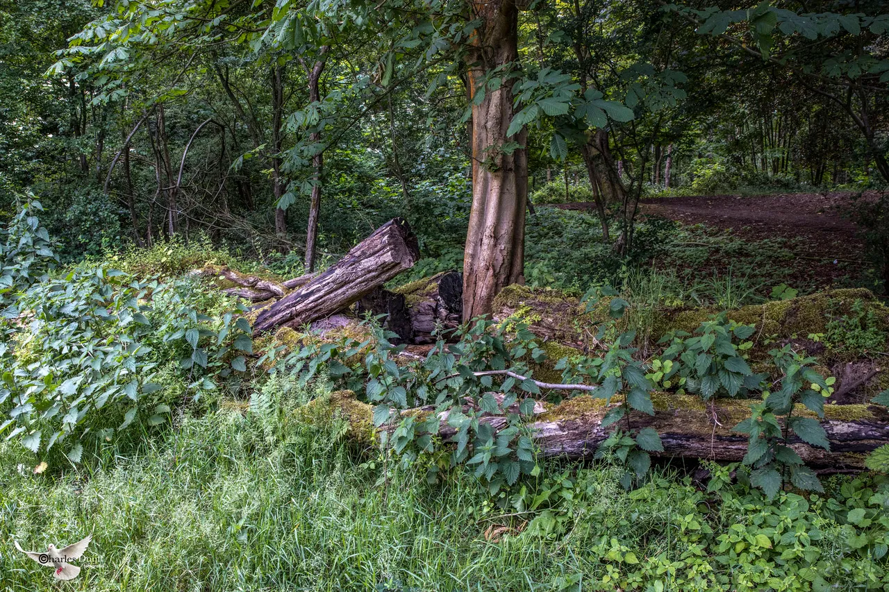groenendaalsebos4