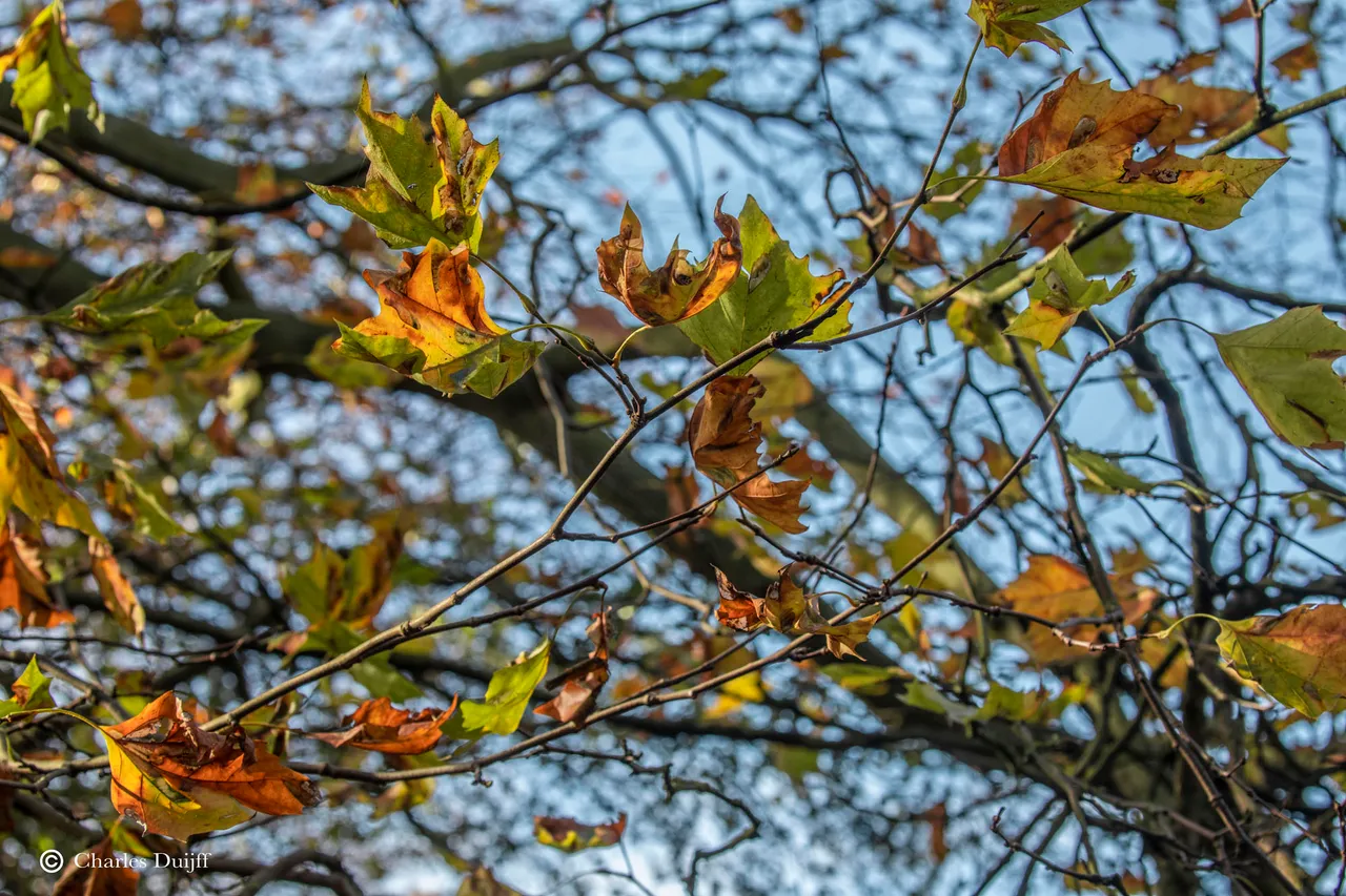 herfstbladeren fraai