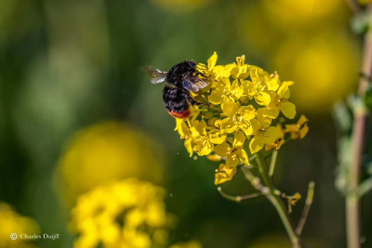 hommel mooi2