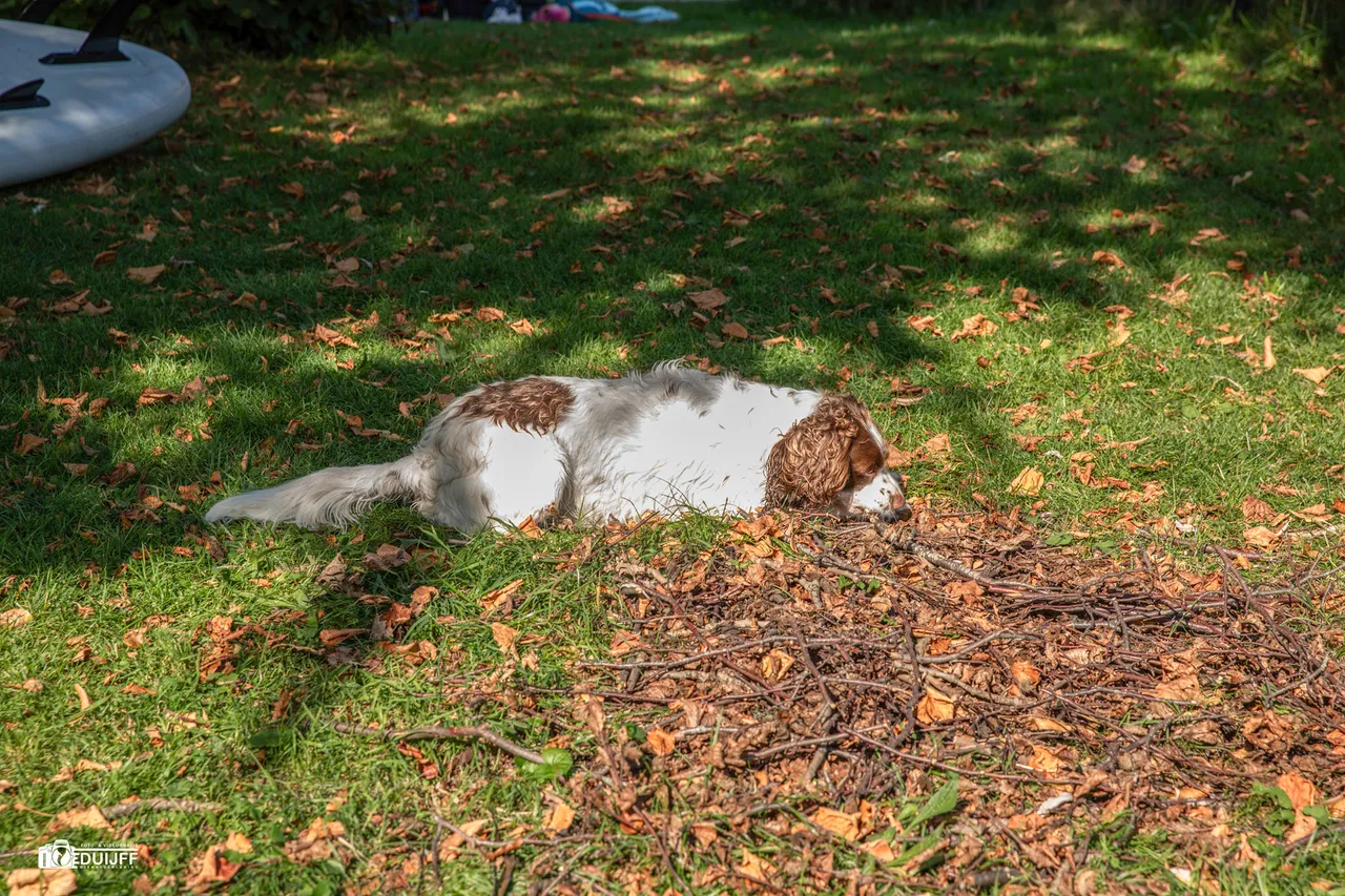 hond