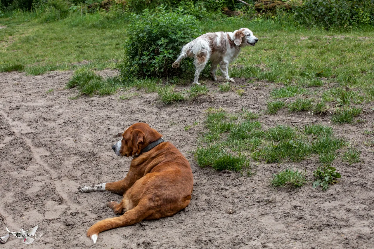 honden duo