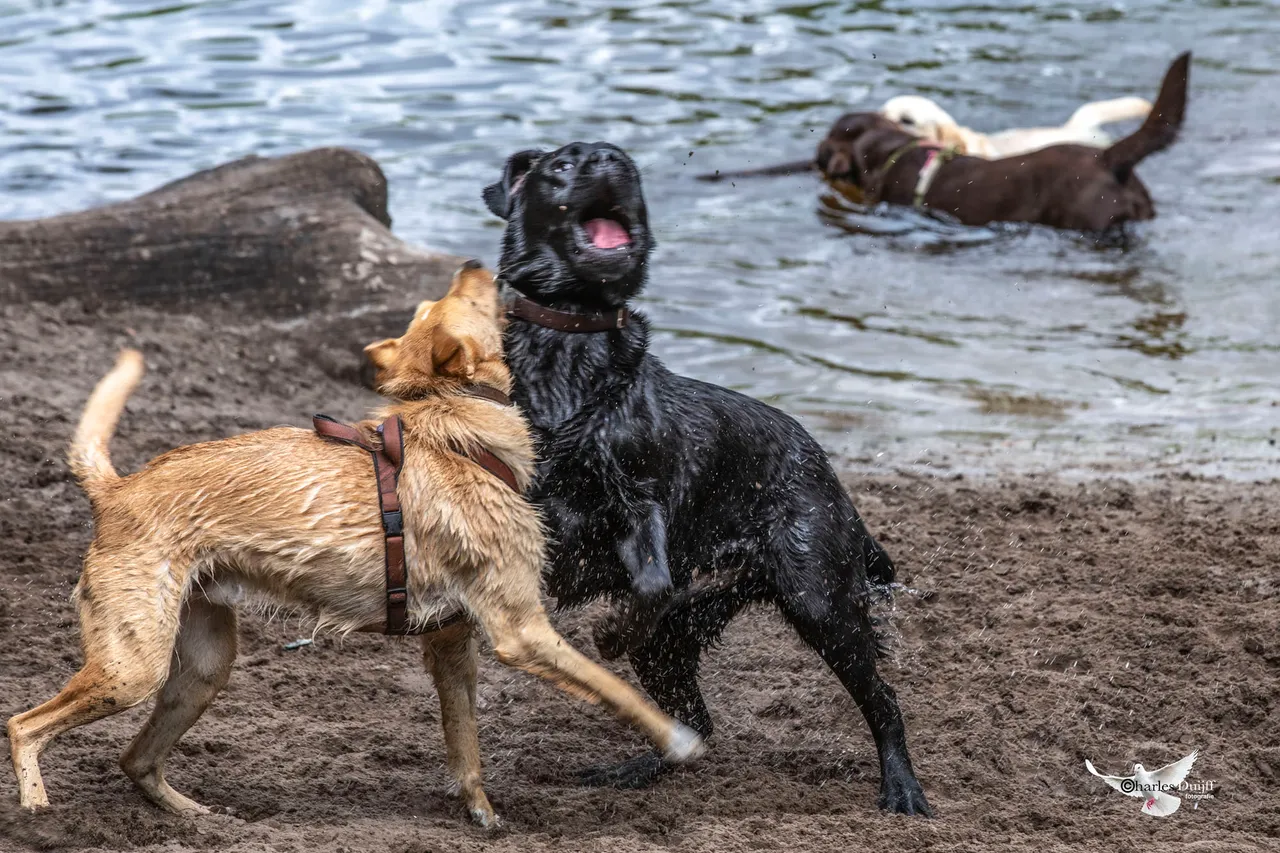 honden spelen