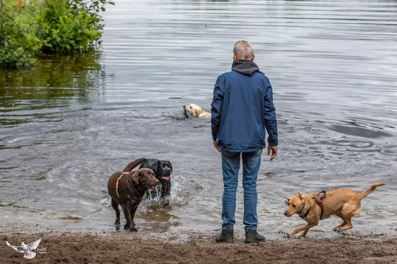 honden spelen2