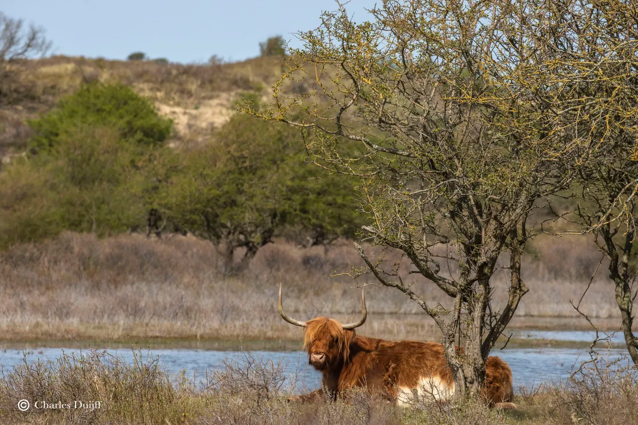 hooglanders