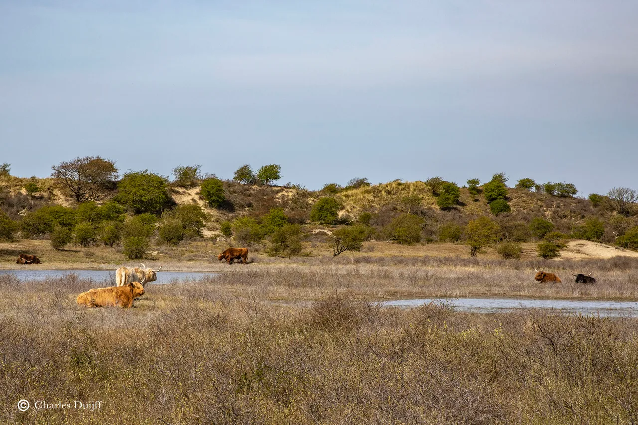 hooglanders1