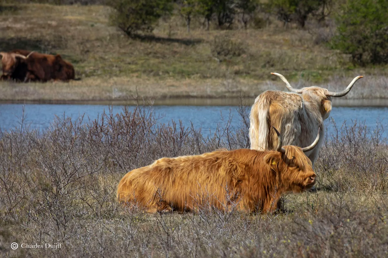 hooglanders2