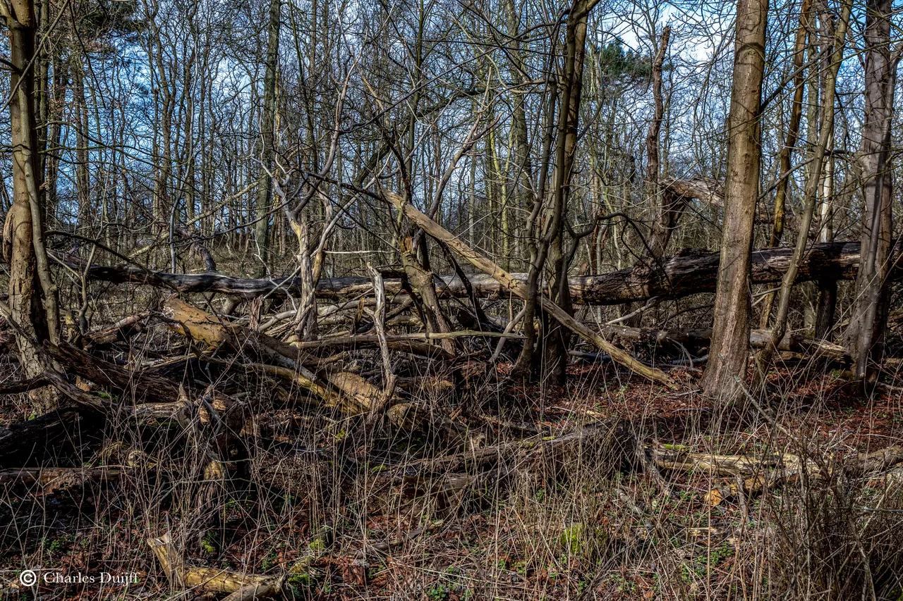 hout1