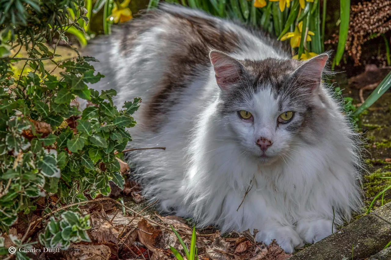 kat