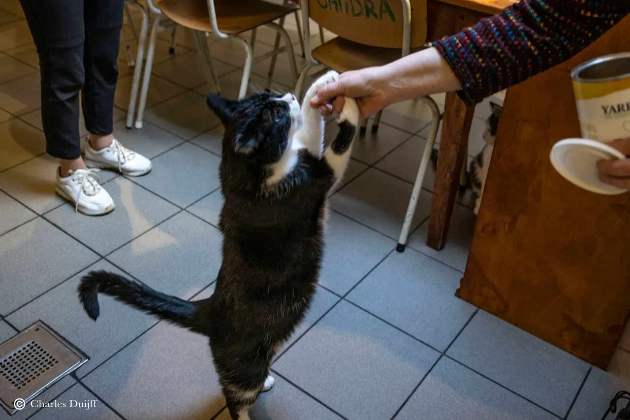 kat staat2