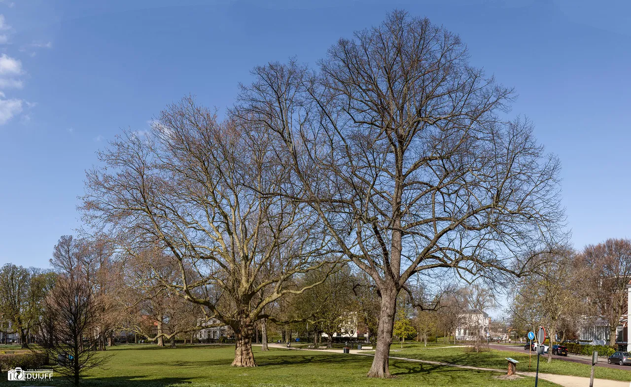 kenaupark pan