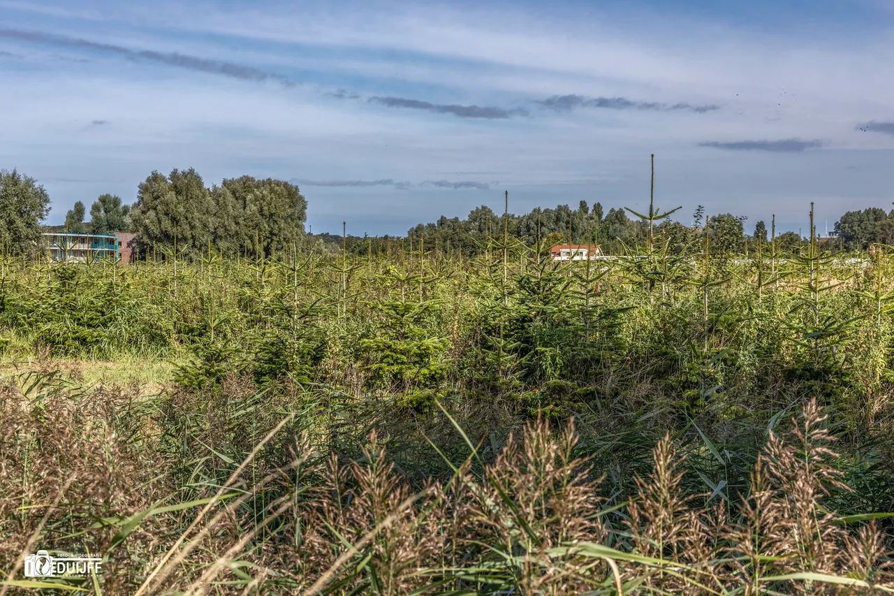 kerstbomen
