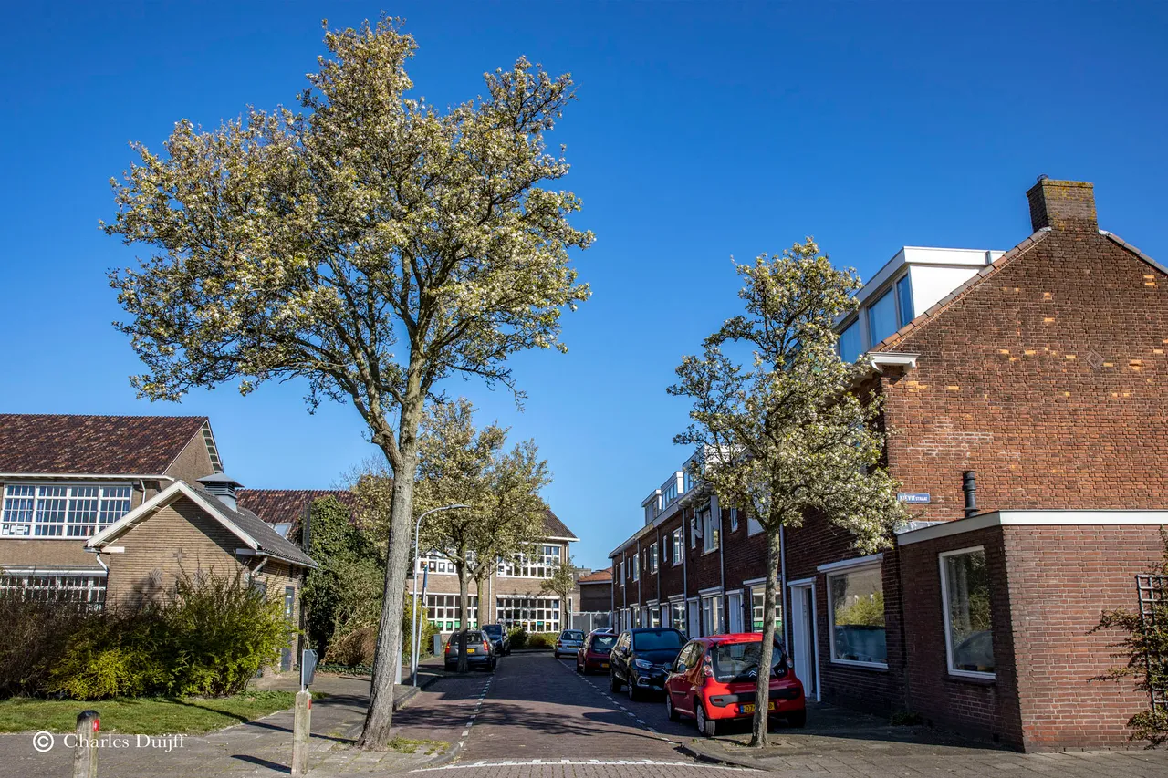 kievitstraat a