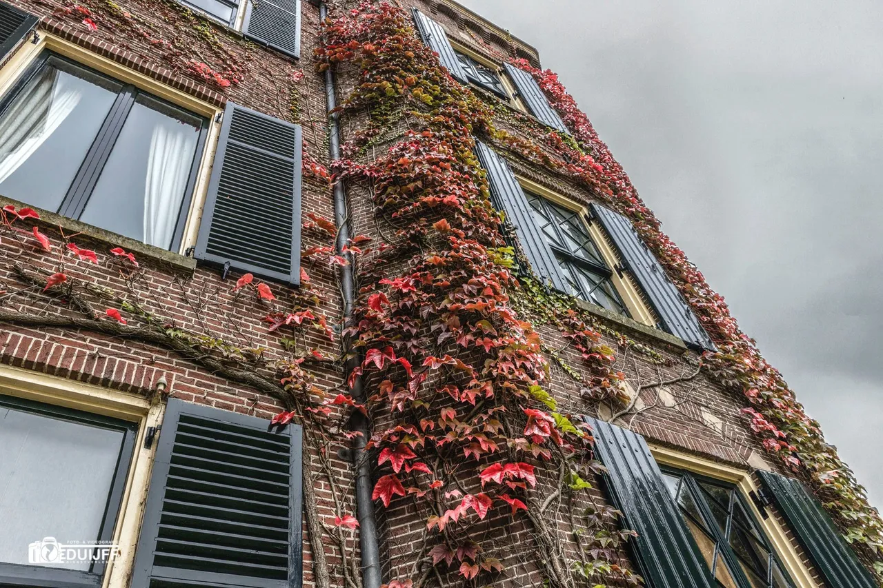 klimop kasteel