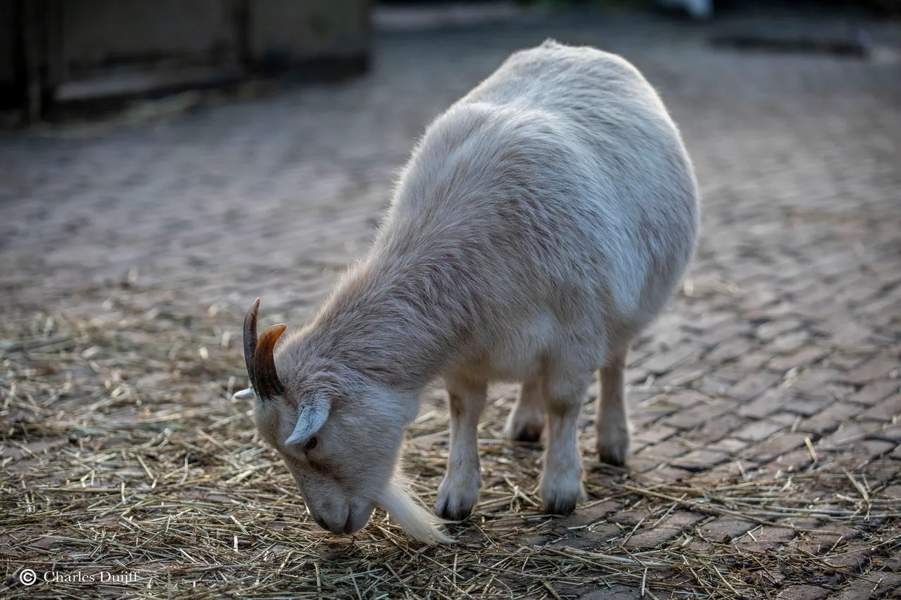 knapperd
