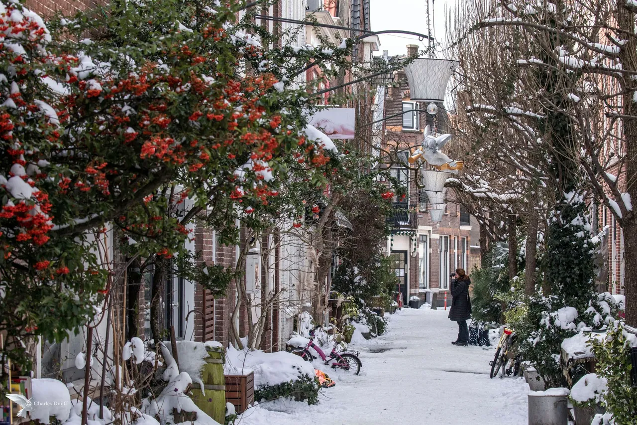 korte houtstraat1