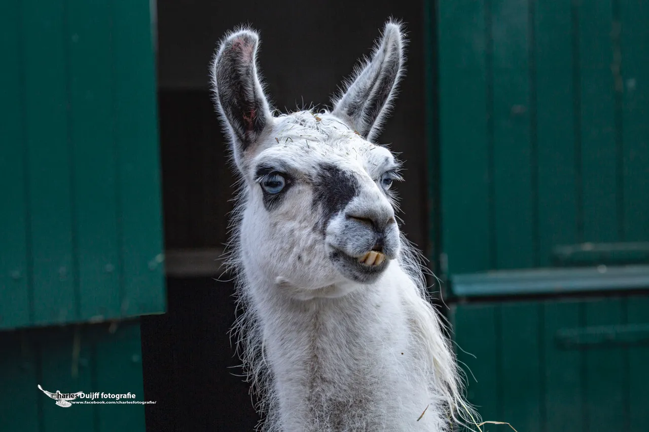 lama