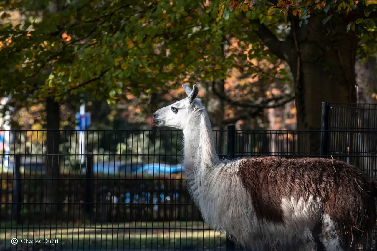 lama