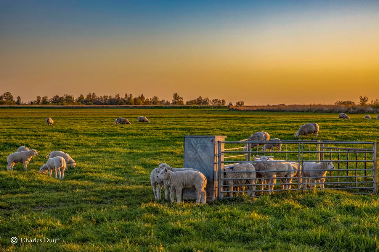 lammeren zonsopkomst2