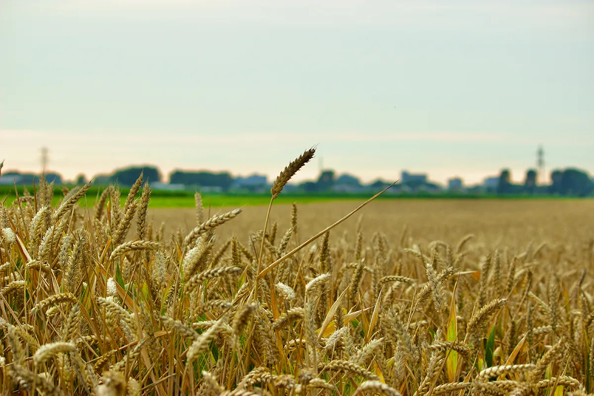 landschap fotografie rob bruijnen