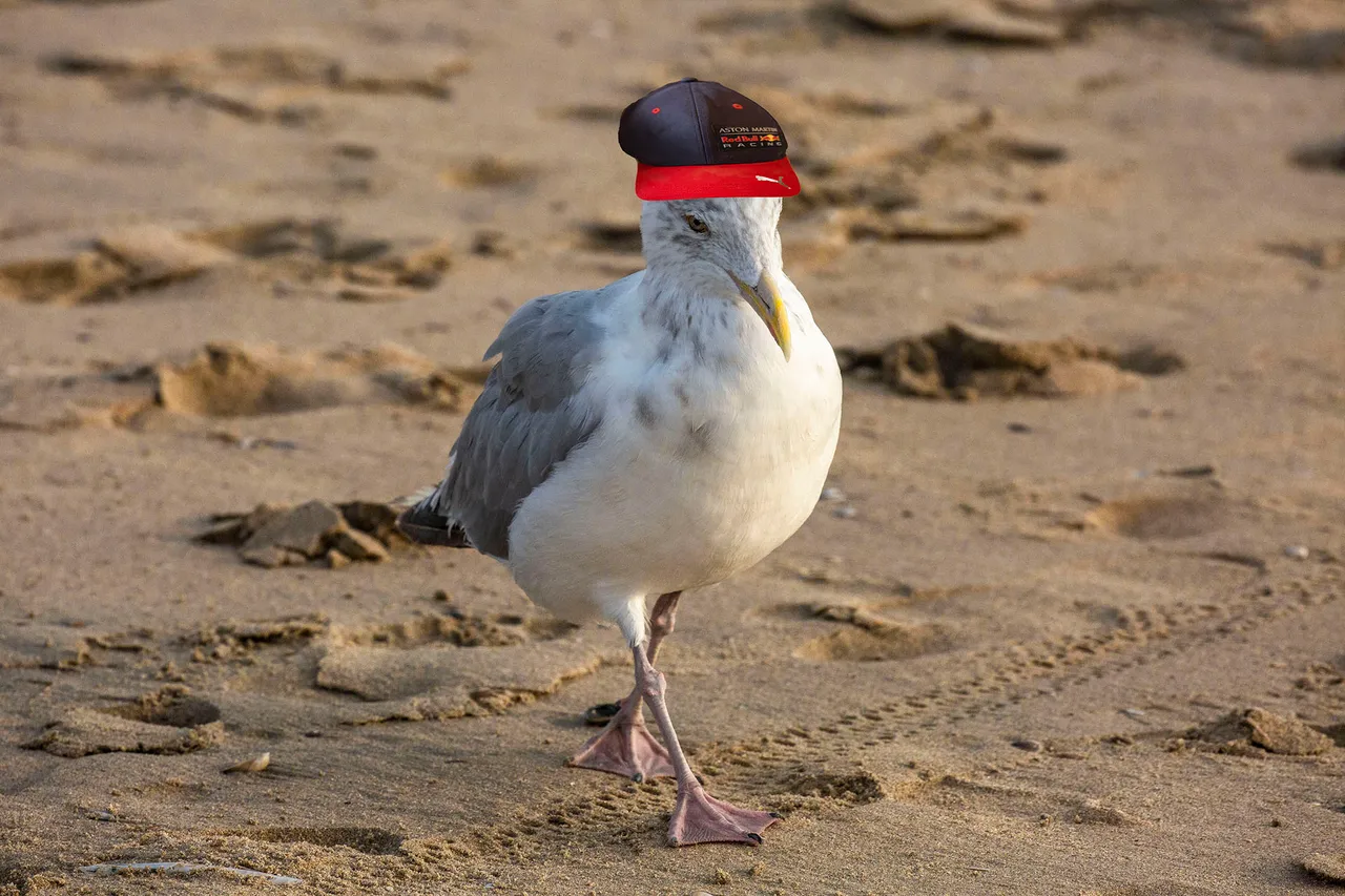 meeuw pet