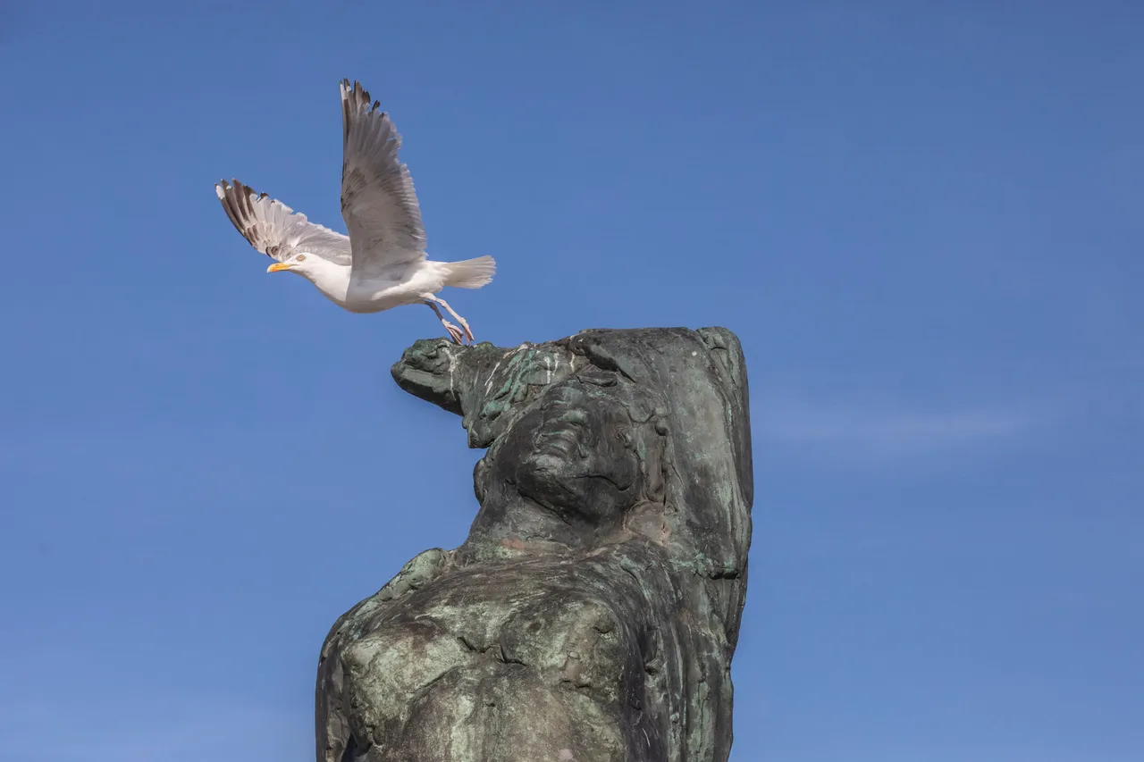 meeuw start vlucht
