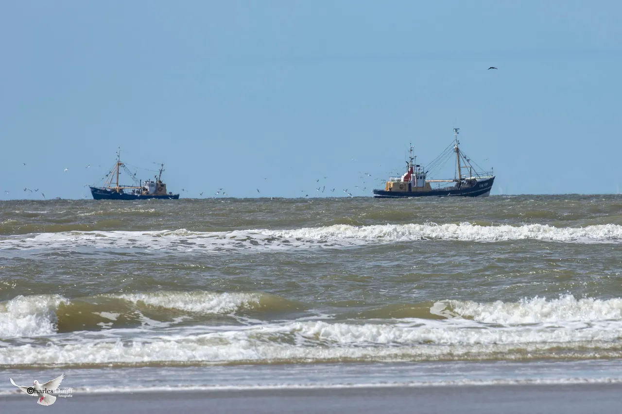 meeuwen rond boot