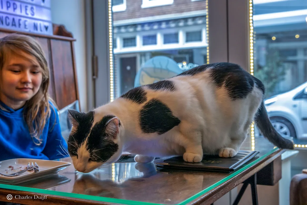 meisje en kat