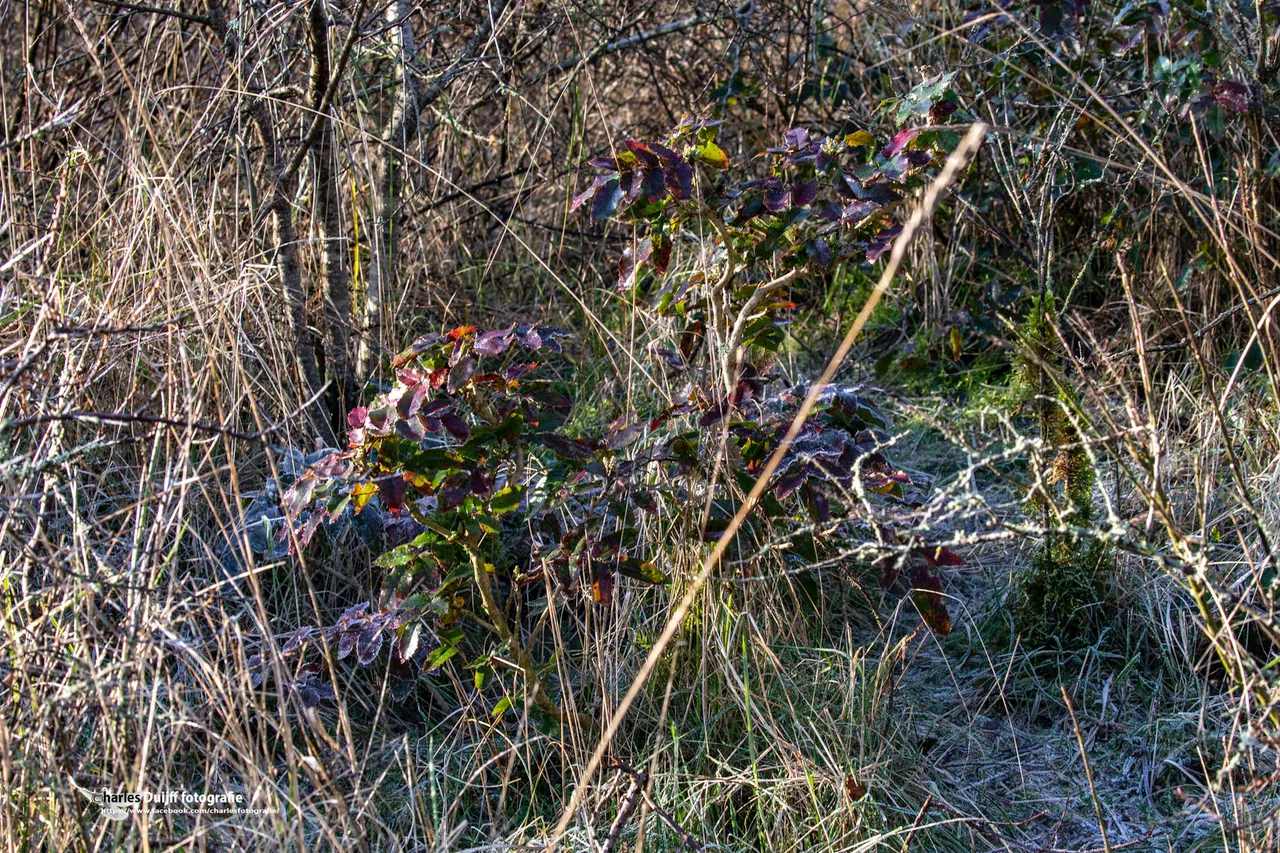 mooi blad