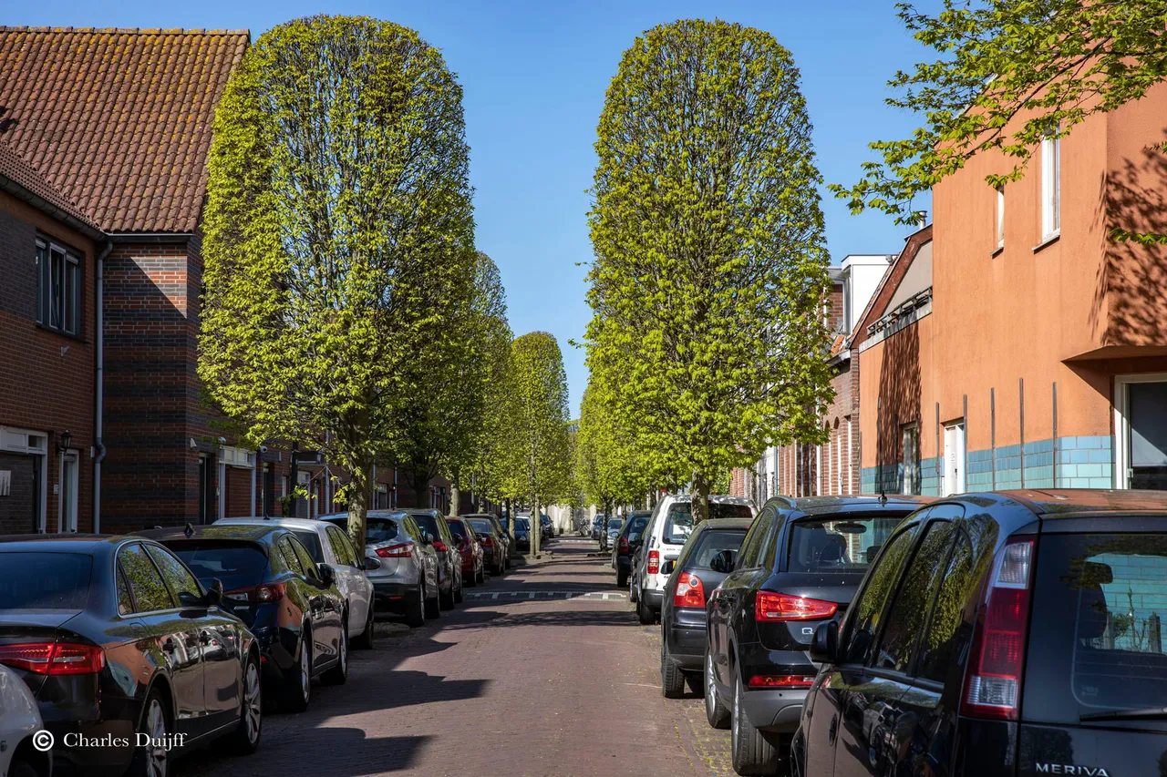 mooie groene bomen