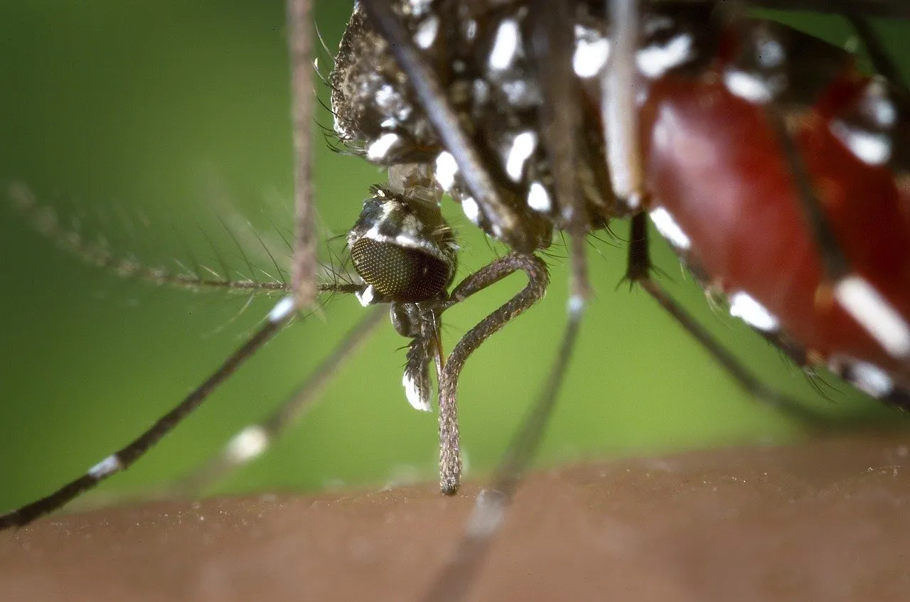 mosquito 1301764 1280