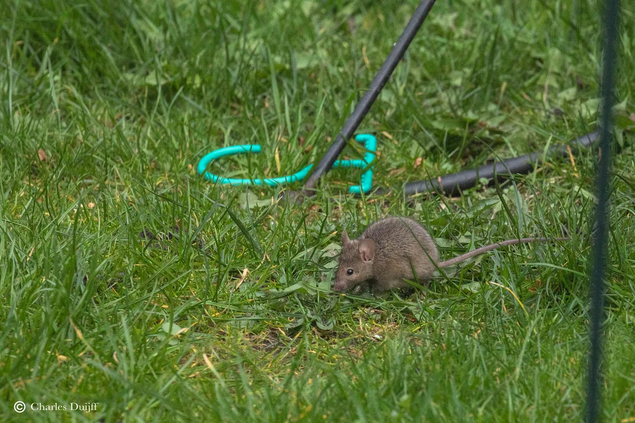 mouse gras