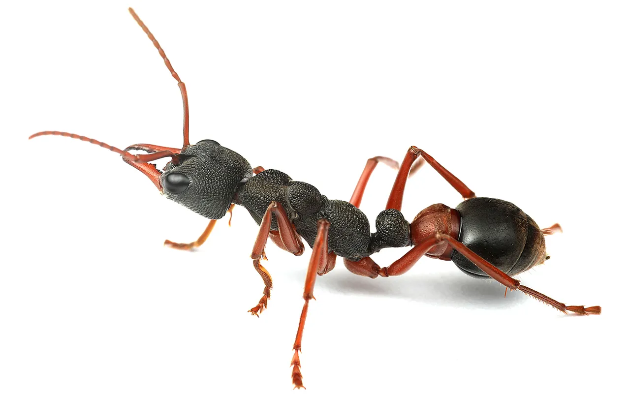 myrmecia esuriens wiki