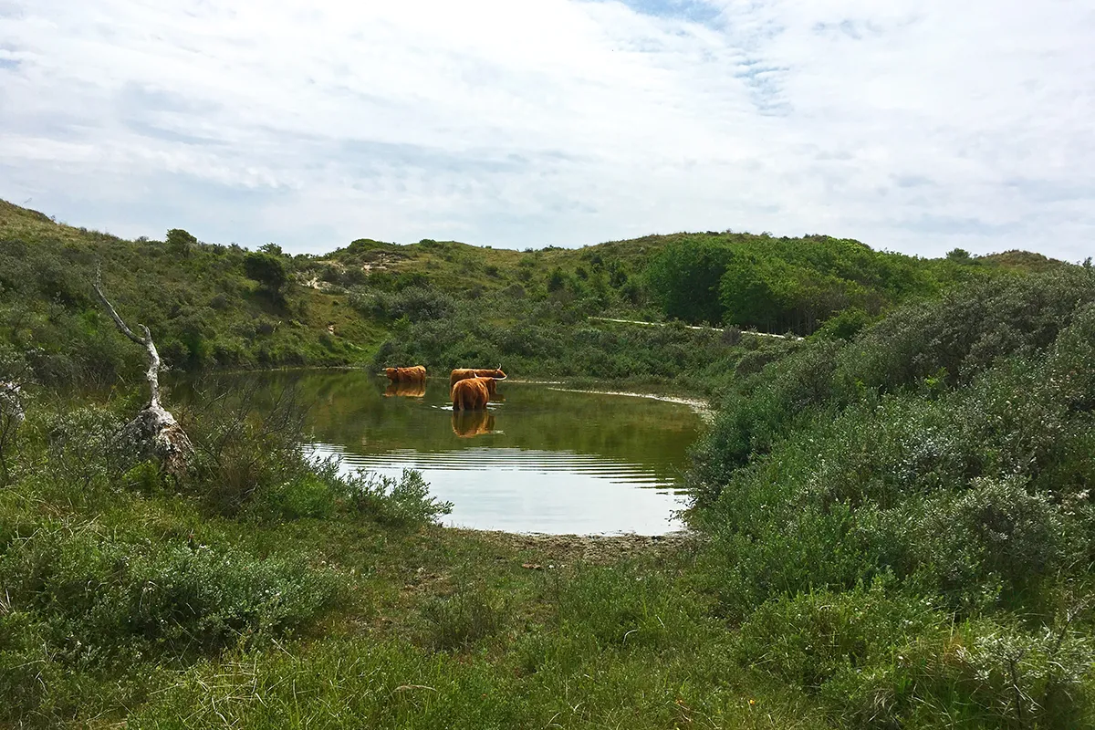 natuurmonumenten hooglanders