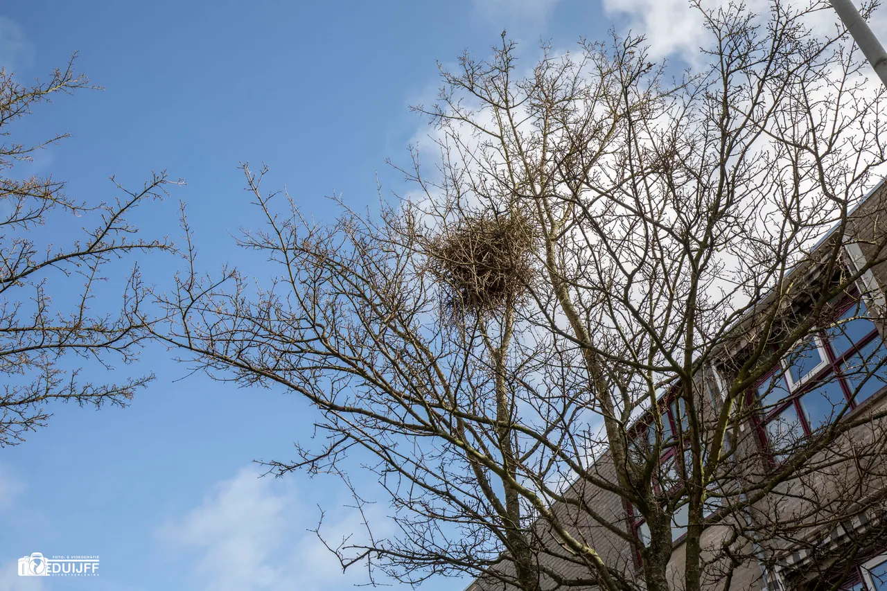 nest