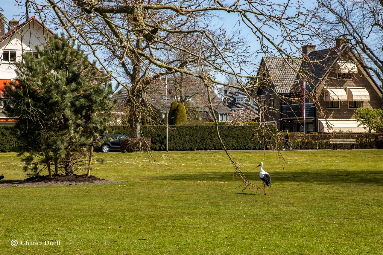 ooievaar gras