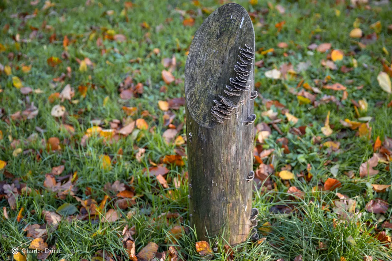 paaltje met zwammen