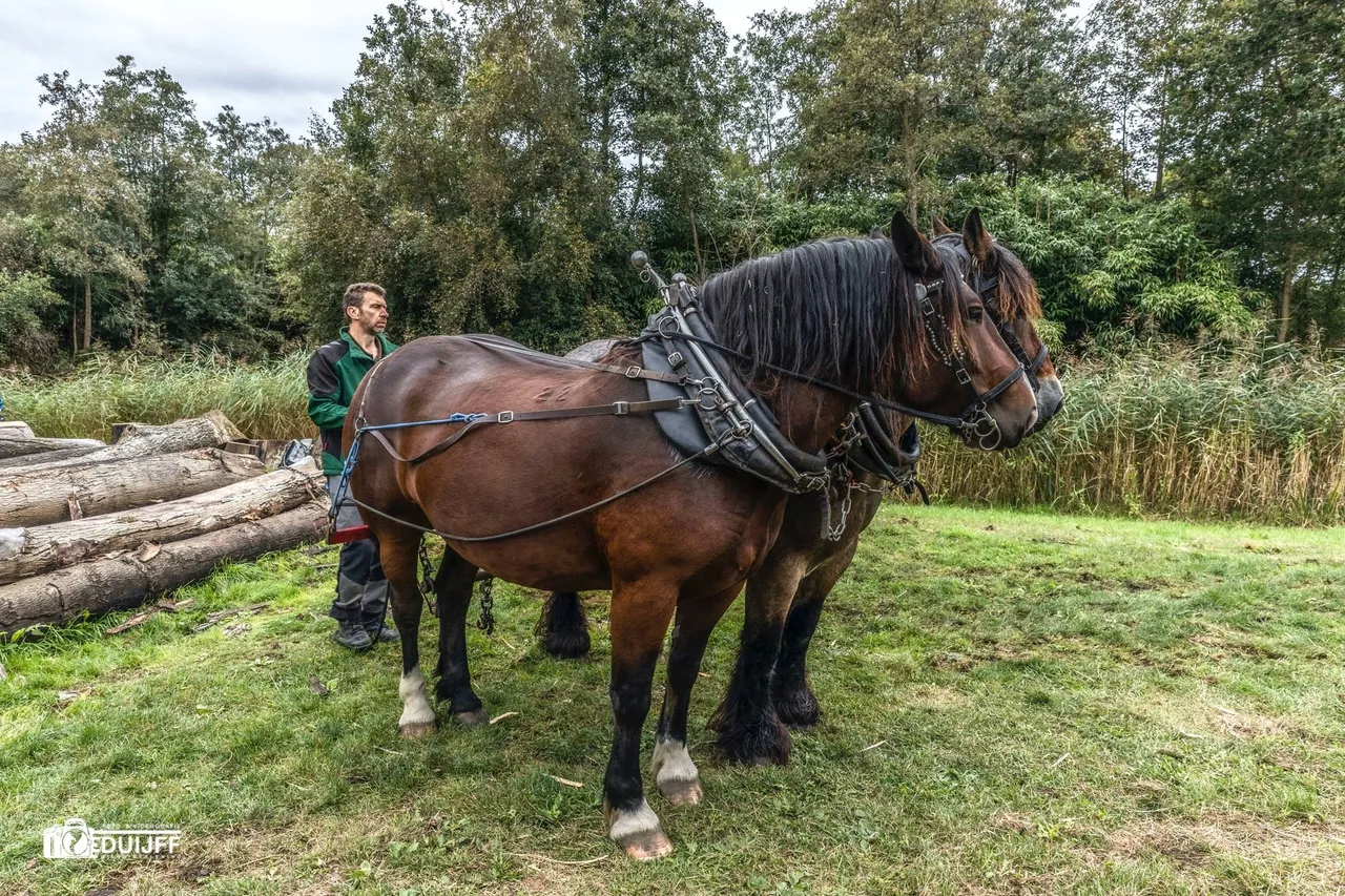 paarden 1