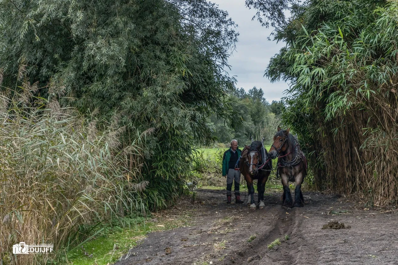 paarden6