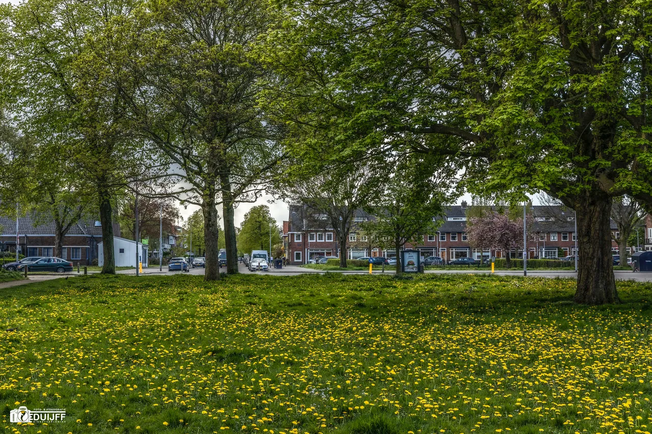 paardenbloemen
