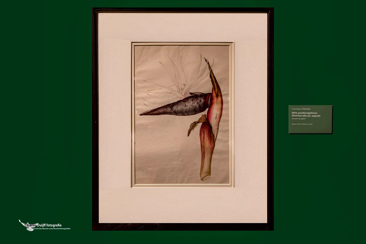 paradijsvogelbloem