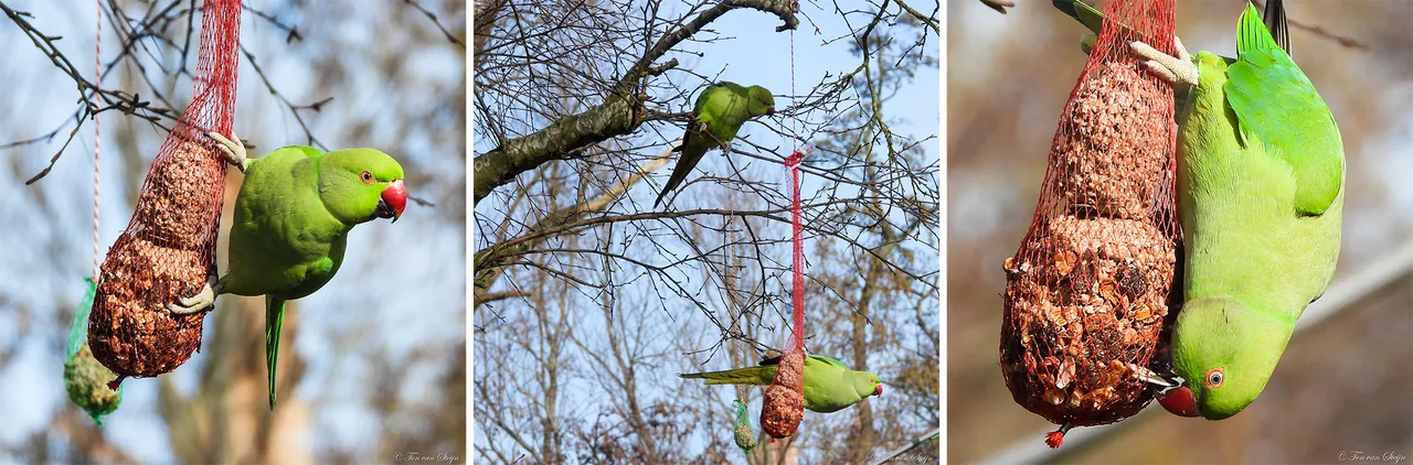 parkiet ton