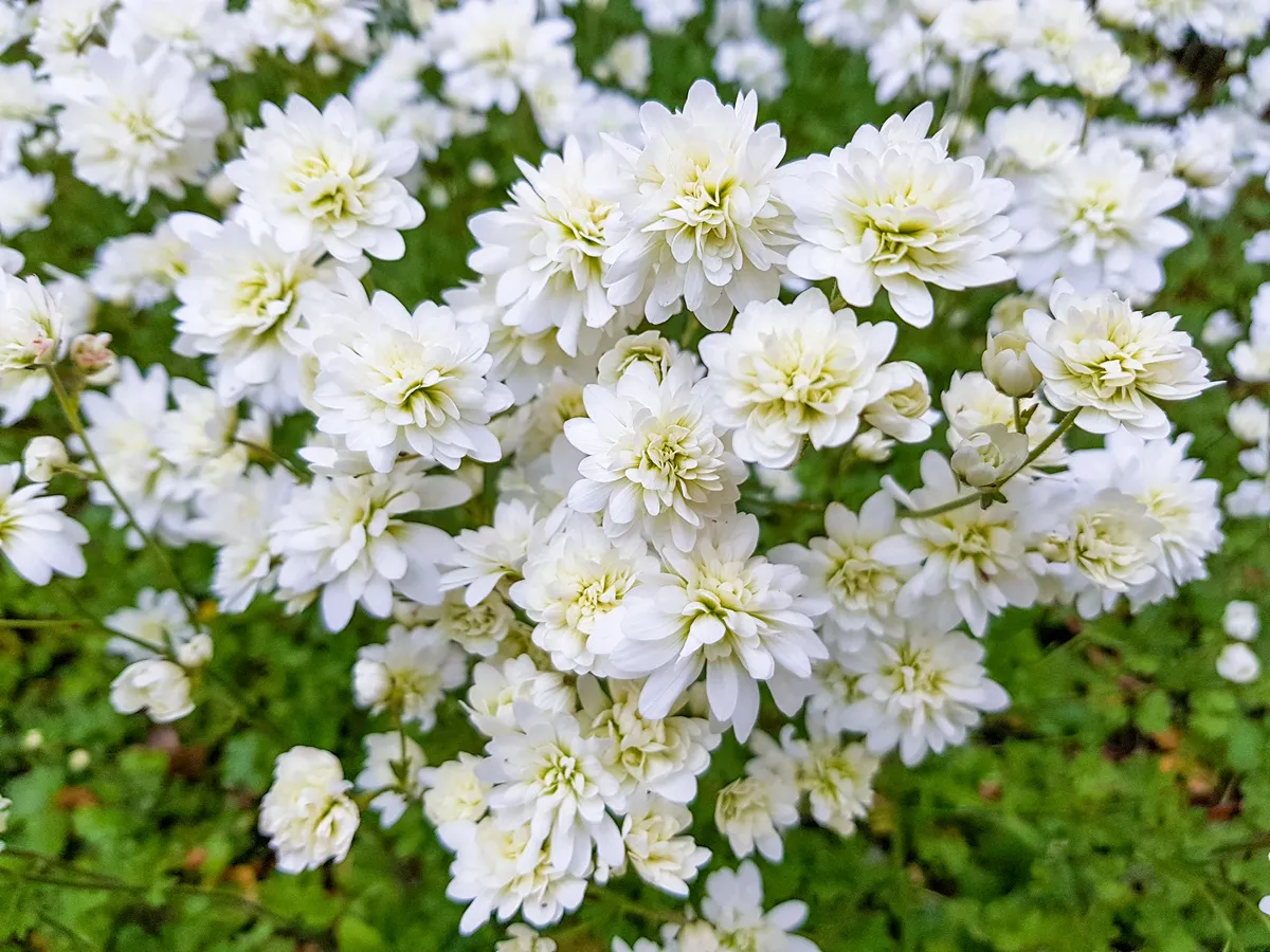 persbericht haarlem marketing vier de lente klokkenspel