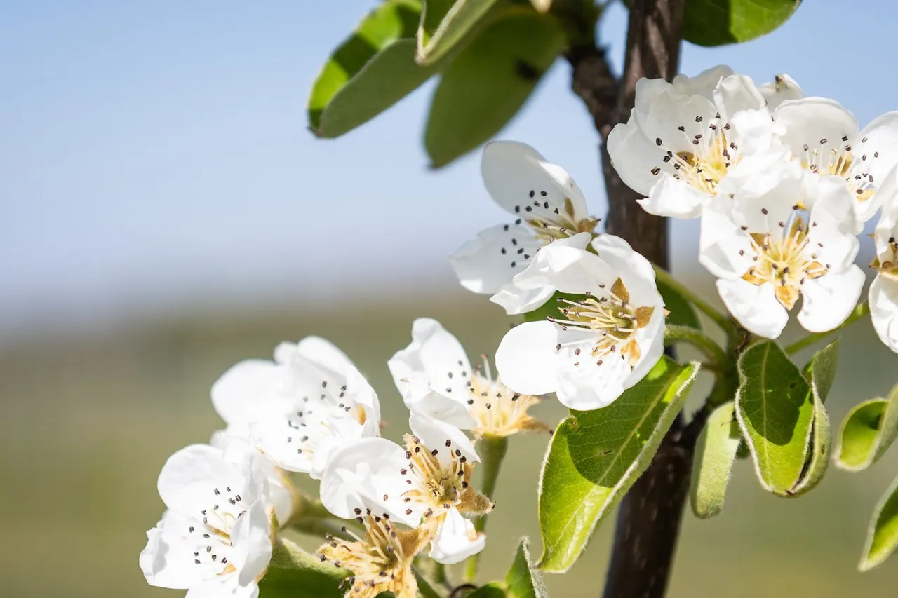 pluktuin van geesje 5