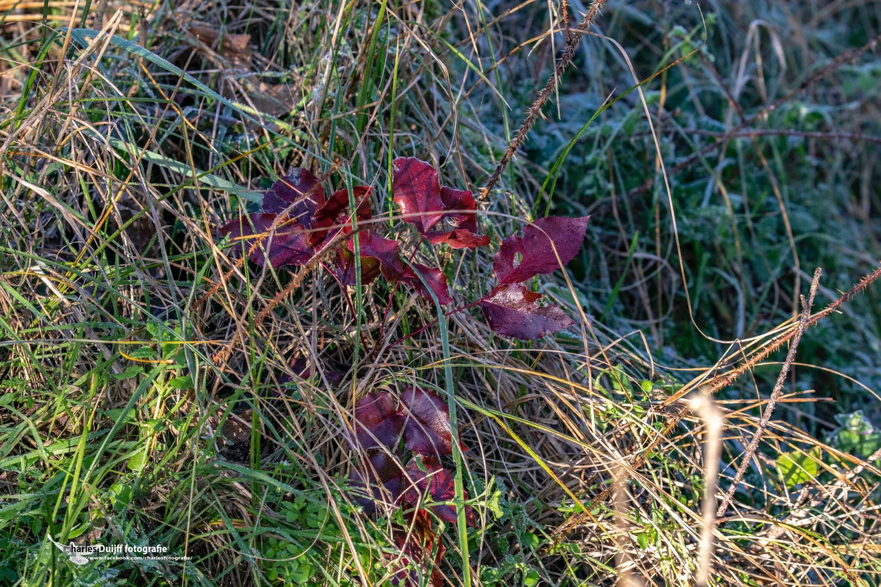 red leaves